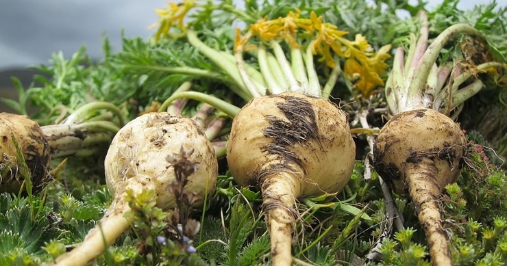 maca5