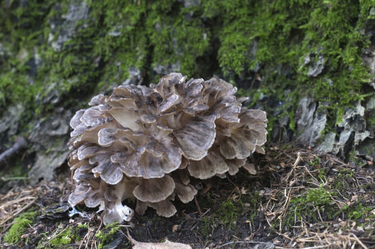 maitake3