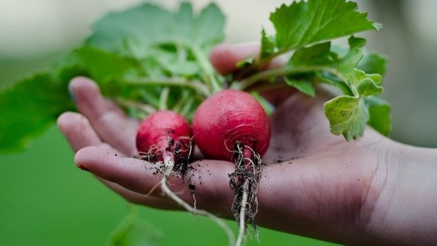 radish