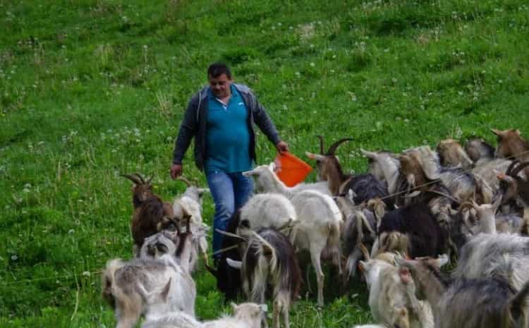 tadija
