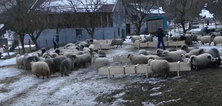 sheephussein dogan