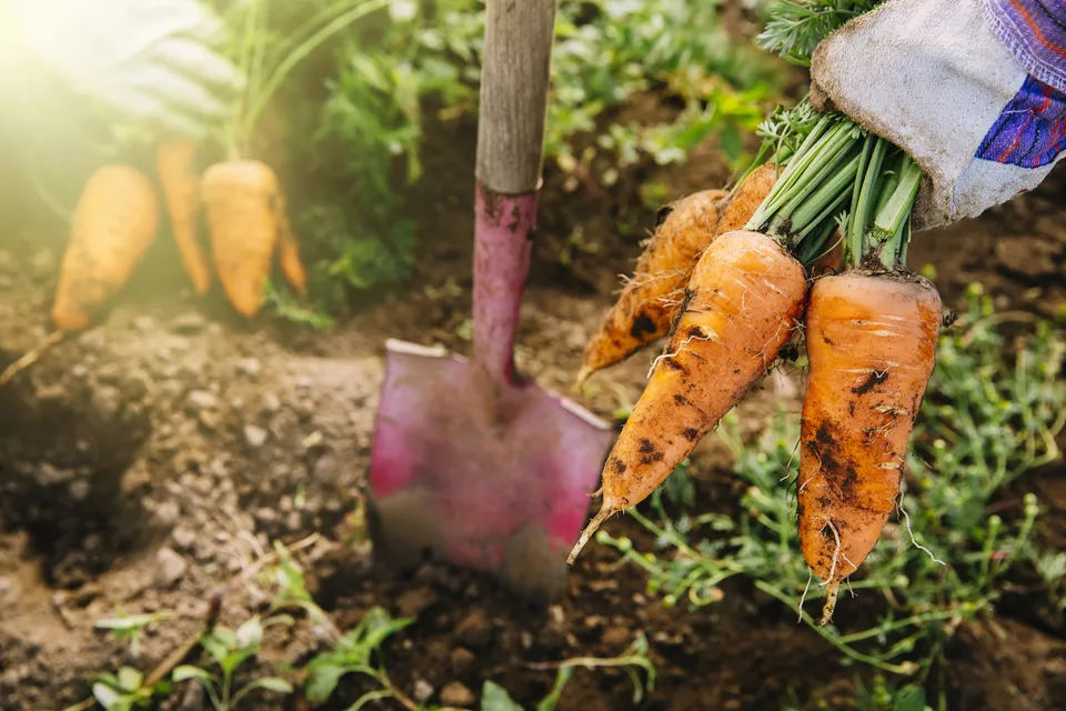 carrot