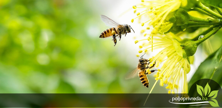 bee