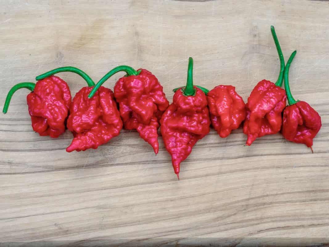 Karolina Reper cili paprika min