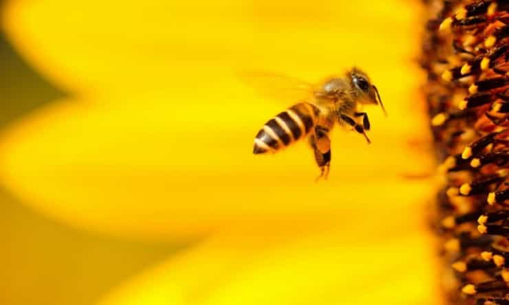 beeacasia 1