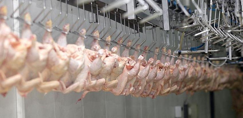 chicken11ed41df e166 4ba2 8c6c 1ca9c970fa77piletina proizvodnja
