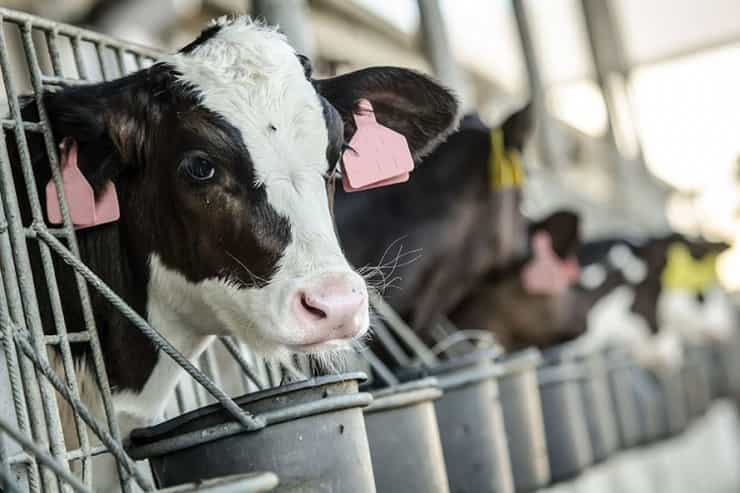 cow