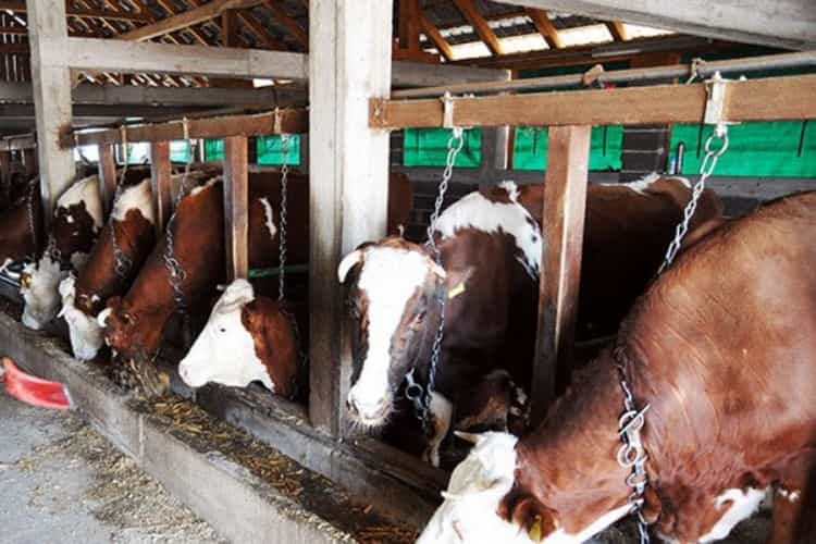 cowsdfd 1