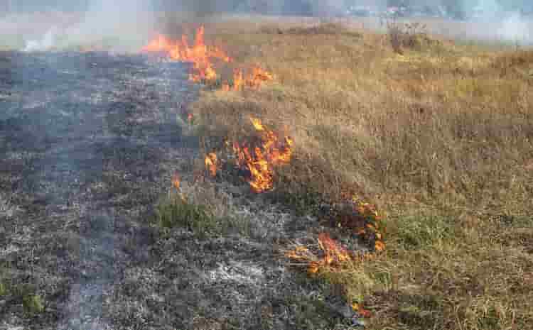 fireorcird 1