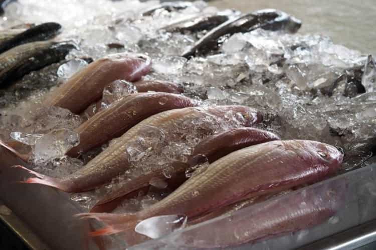fish1113