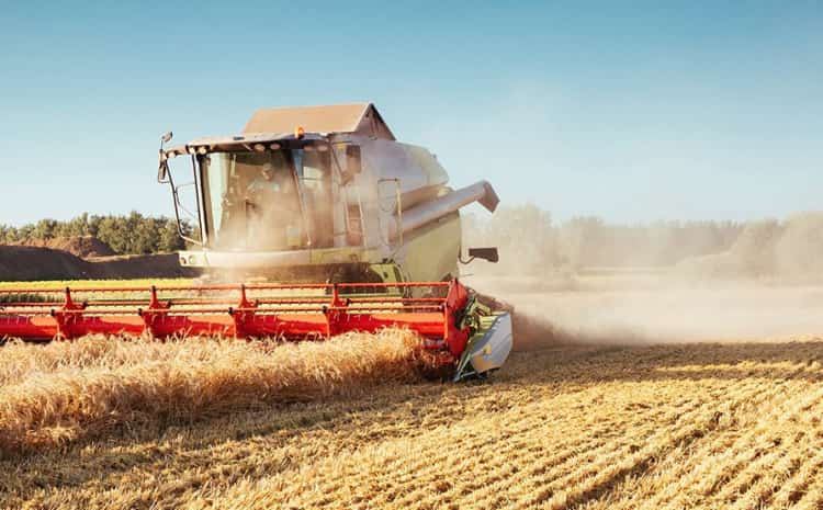 grain harvest wheat