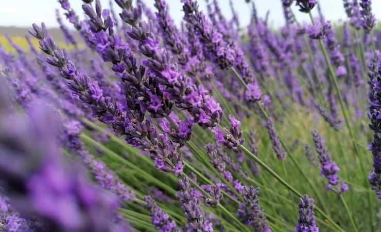 lavanda 1
