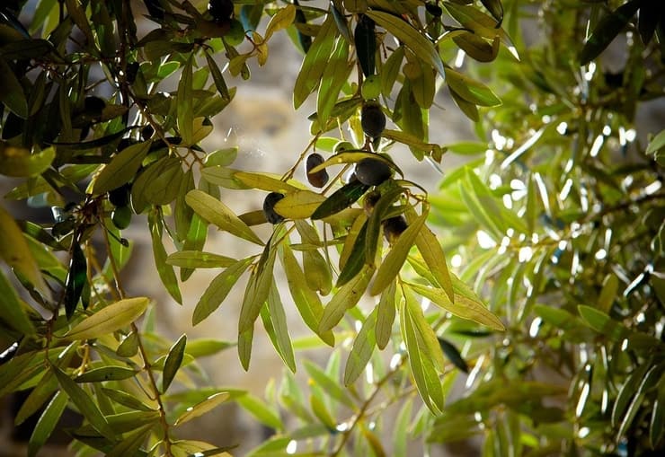 olivee