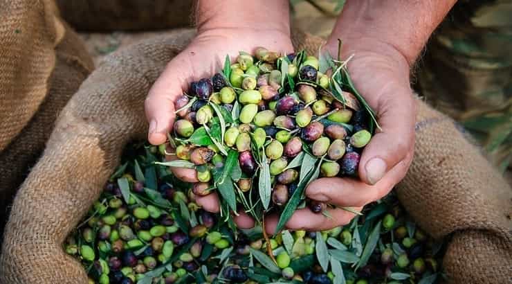 olivessss 1