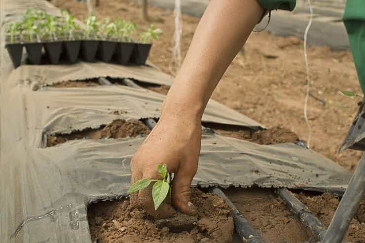 poljoprivreda sadjenje planting