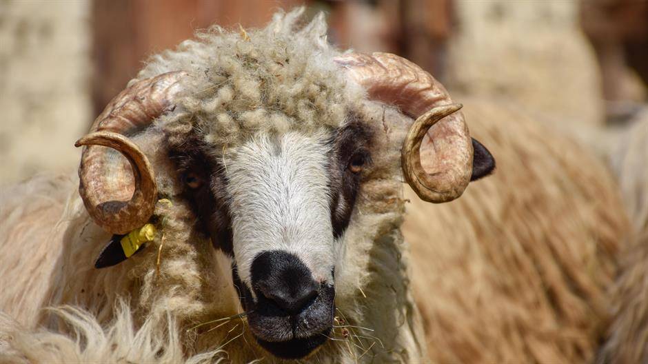 sheep4444