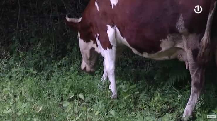 vesela farma