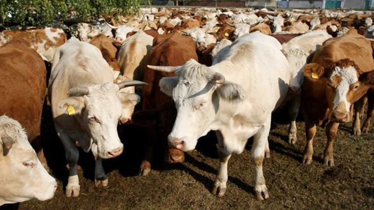 cows