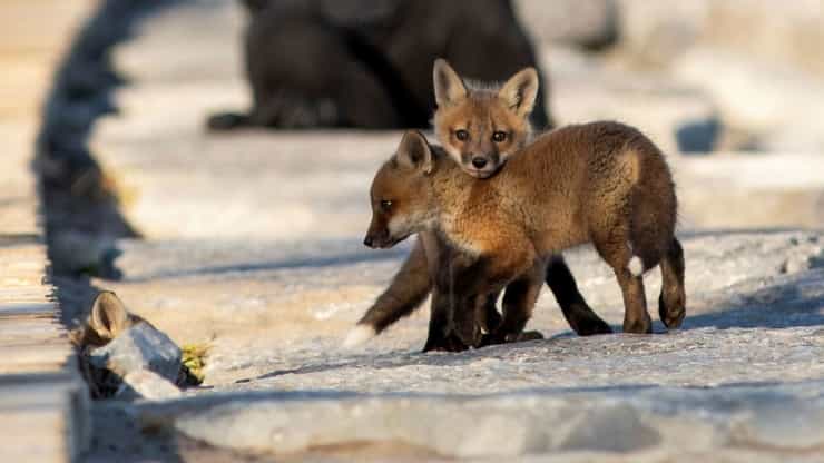 foxcubs