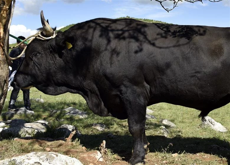 cow